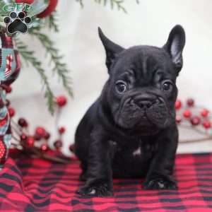 Mocha, French Bulldog Puppy